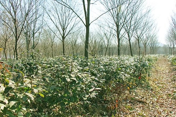 銅陵泓景園林綠化工程有限公司.jpg 銅陵泓景園林綠化工程有限公司.jpg